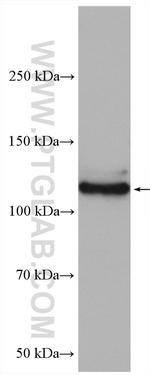 GHR Antibody in Western Blot (WB)