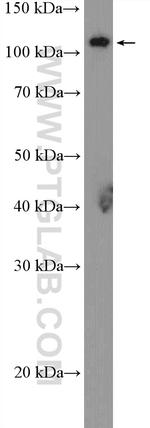 GHR Antibody in Western Blot (WB)