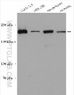 MYH14 Antibody in Western Blot (WB)