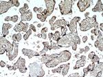 TMC1 Antibody in Immunohistochemistry (Paraffin) (IHC (P))