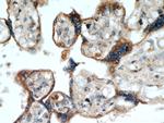 TMC1 Antibody in Immunohistochemistry (Paraffin) (IHC (P))