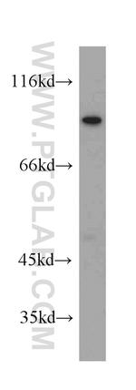 TMC1 Antibody in Western Blot (WB)