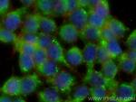 PCDH15 Antibody in Immunocytochemistry (ICC/IF)
