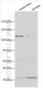 PCDH15 Antibody in Western Blot (WB)