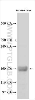 PCDH15 Antibody in Western Blot (WB)
