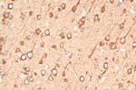 OTOF Antibody in Immunohistochemistry (Paraffin) (IHC (P))
