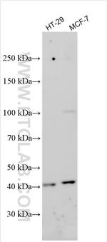 PROM2 Antibody in Western Blot (WB)