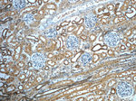 GNRHR2 Antibody in Immunohistochemistry (Paraffin) (IHC (P))