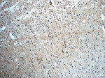 GNRHR2 Antibody in Immunohistochemistry (Paraffin) (IHC (P))