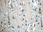 GNRHR2 Antibody in Immunohistochemistry (Paraffin) (IHC (P))