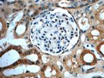 GNRHR2 Antibody in Immunohistochemistry (Paraffin) (IHC (P))