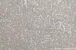 GNRHR2 Antibody in Immunohistochemistry (Paraffin) (IHC (P))