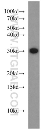 GNRHR2 Antibody in Western Blot (WB)