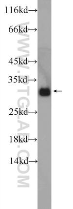 GNRHR2 Antibody in Western Blot (WB)
