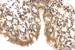 ITPR3 Antibody in Immunohistochemistry (Paraffin) (IHC (P))