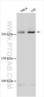 ITPR3 Antibody in Western Blot (WB)