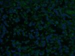 CHAT Antibody in Immunohistochemistry (PFA fixed) (IHC (PFA))