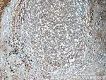 IgG light chain (lambda) Antibody in Immunohistochemistry (Paraffin) (IHC (P))