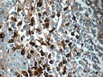 IgG light chain (lambda) Antibody in Immunohistochemistry (Paraffin) (IHC (P))