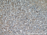IgG light chain (lambda) Antibody in Immunohistochemistry (Paraffin) (IHC (P))