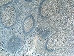 IgG light chain (lambda) Antibody in Immunohistochemistry (Paraffin) (IHC (P))