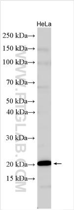 TMEM126A Antibody in Western Blot (WB)