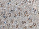 FAM57B Antibody in Immunohistochemistry (Paraffin) (IHC (P))