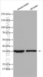 FAM57B Antibody in Western Blot (WB)