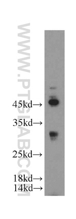 FAM57B Antibody in Western Blot (WB)