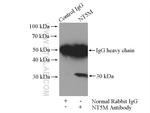 NT5M Antibody in Immunoprecipitation (IP)