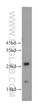 NT5M Antibody in Western Blot (WB)