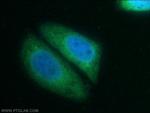 CAPRIN2 Antibody in Immunocytochemistry (ICC/IF)