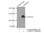CAPRIN2 Antibody in Immunoprecipitation (IP)