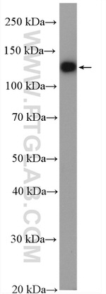 CAPRIN2 Antibody in Western Blot (WB)