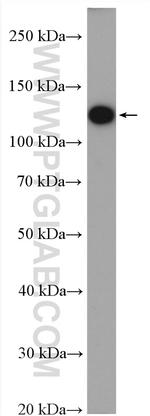 CAPRIN2 Antibody in Western Blot (WB)
