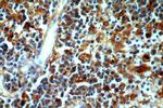 Serum amyloid P component Antibody in Immunohistochemistry (Paraffin) (IHC (P))