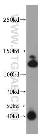 CC2D1B Antibody in Western Blot (WB)