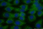 FAM96A Antibody in Immunocytochemistry (ICC/IF)