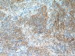 WDR24 Antibody in Immunohistochemistry (Paraffin) (IHC (P))