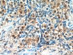 WDR24 Antibody in Immunohistochemistry (Paraffin) (IHC (P))