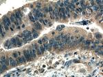 WDR24 Antibody in Immunohistochemistry (Paraffin) (IHC (P))