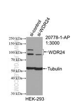 WDR24 Antibody in Western Blot (WB)