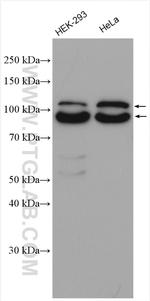 WDR24 Antibody in Western Blot (WB)