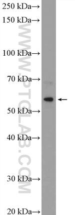 C8orf41 Antibody in Western Blot (WB)