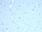 ERG Recombinant Rabbit Monoclonal Antibody (ERG, 22R)