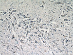 C11orf70 Antibody in Immunohistochemistry (Paraffin) (IHC (P))