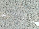 ANO6 Antibody in Immunohistochemistry (Paraffin) (IHC (P))