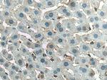 ANO6 Antibody in Immunohistochemistry (Paraffin) (IHC (P))