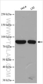 ANO6 Antibody in Western Blot (WB)