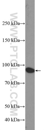 ANO6 Antibody in Western Blot (WB)